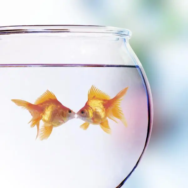 Pair of gold fish in bowl