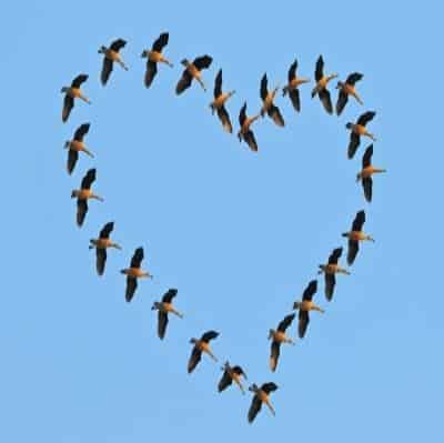 Birds flying in heart - domdeen@freedigitalphotos.net