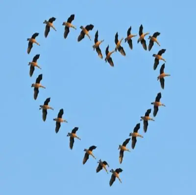 Birds flying in heart - domdeen@freedigitalphotos.net