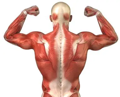 Human body muscle view of back